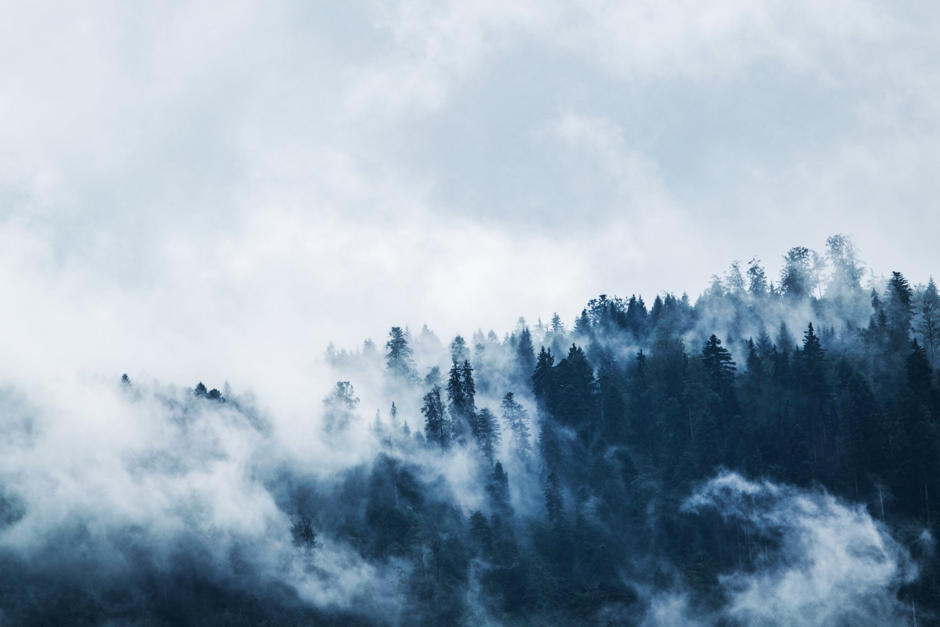 Download Forest Nature Fog 4k Ultra HD Wallpaper | 6000x4000 ...