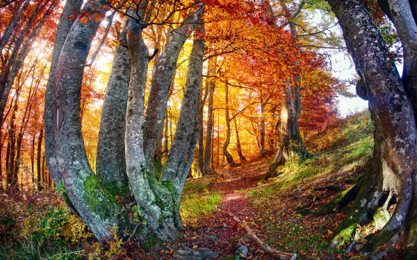 Fisheye 2K Quad HD PC desktop wallpaper: sunlit fall forest path framed by curved trees with orange leaves and mossy trunks.