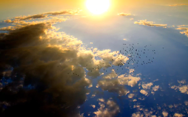 4K Ultra HD wallpaper of a flock of birds flying through a sky filled with clouds and sunlight, capturing a breathtaking aerial view of nature.