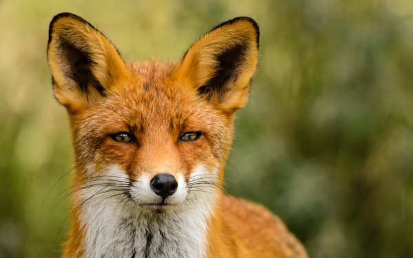 Animal Fox Stare Muzzle HD Wallpaper | Background Image