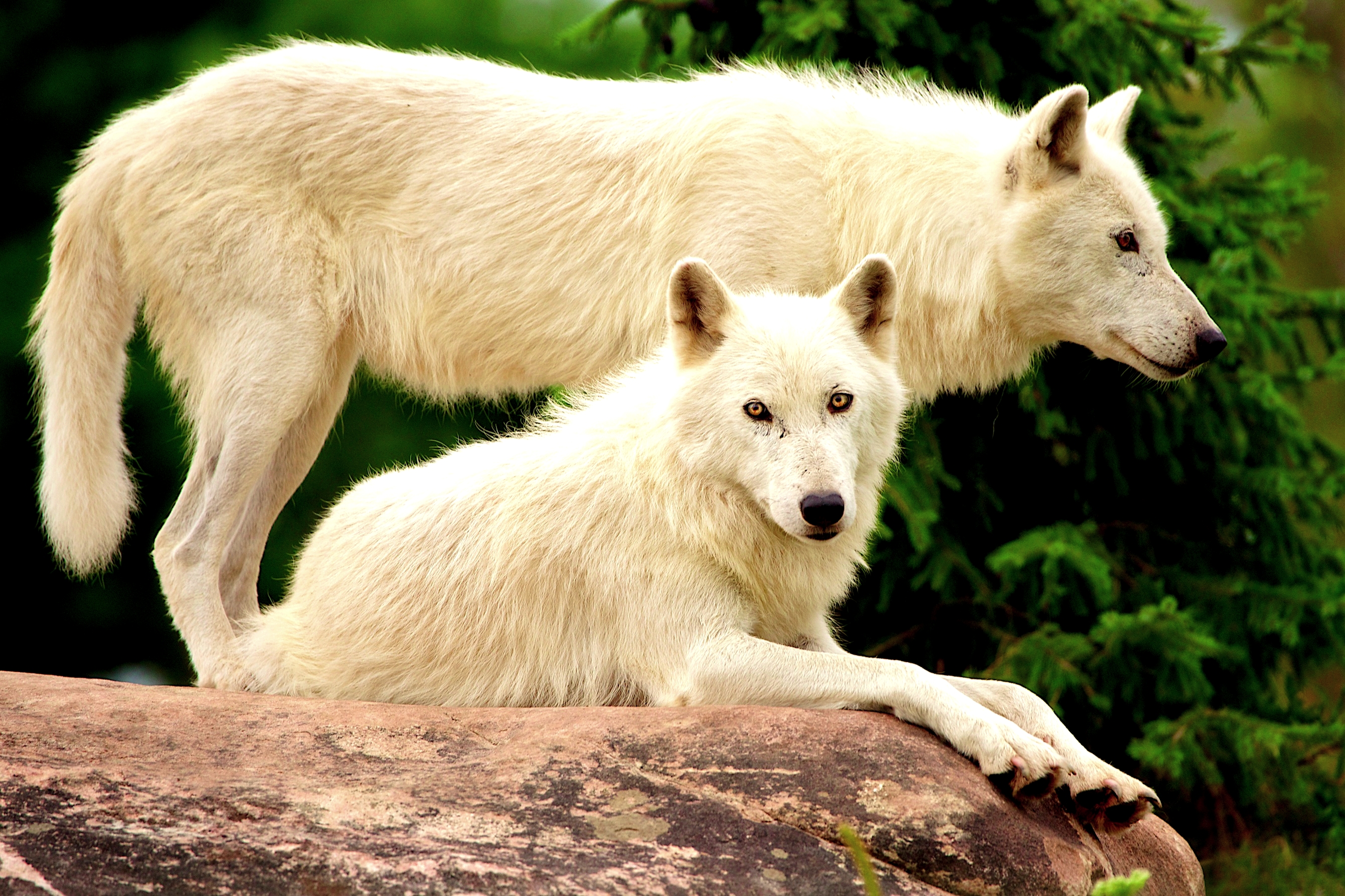 white wolf Phone Wallpapers. white wolf Art. white wolf pfp. white wolf Ima...