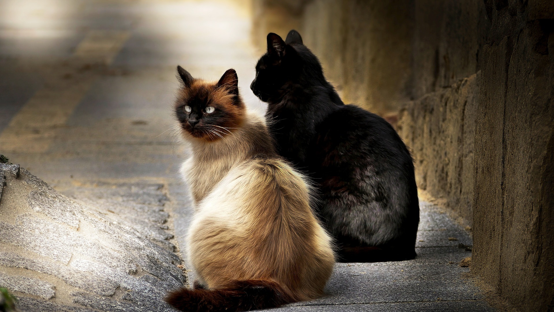 Birman Cat and Black Cat