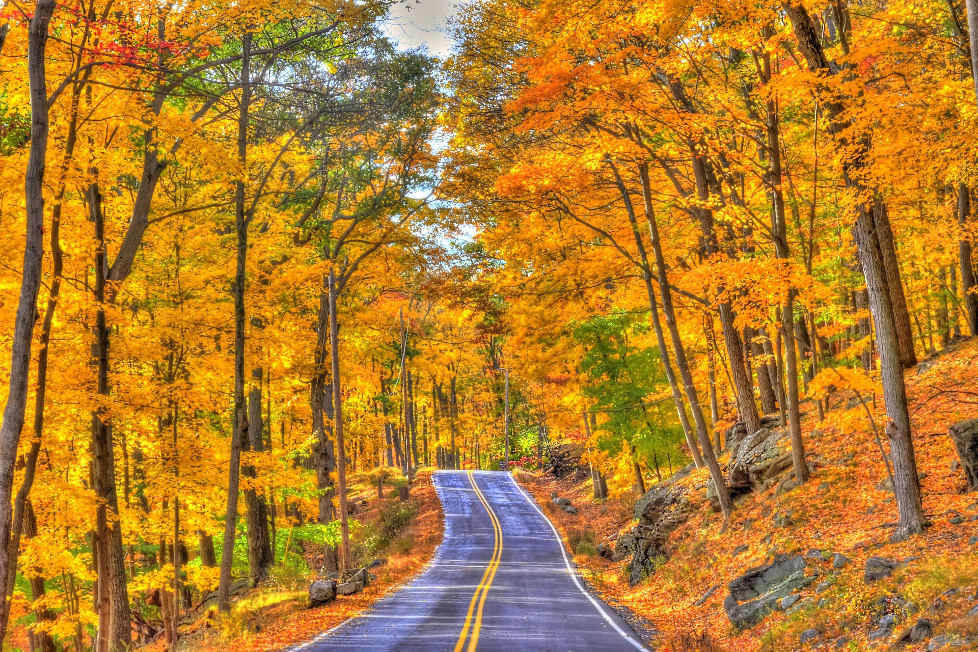 Download Forest Tree Fall Man Made Road 4k Ultra HD Wallpaper ...