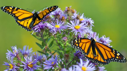  Monarch Butterflies