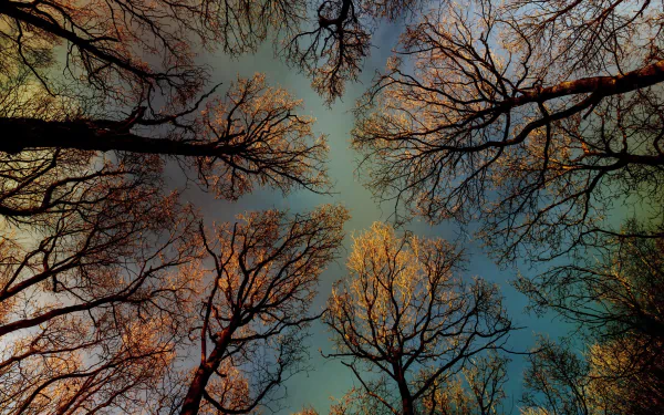 HD PC desktop wallpaper showing fall treetops with bare branches against a moody sky, capturing the serene beauty of autumn nature.