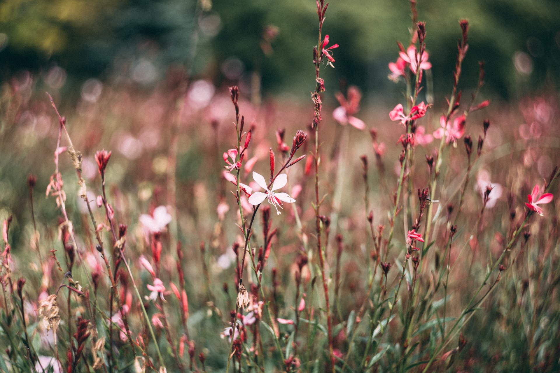 Download Bokeh Pink Flower Nature Flower 4k Ultra HD Wallpaper