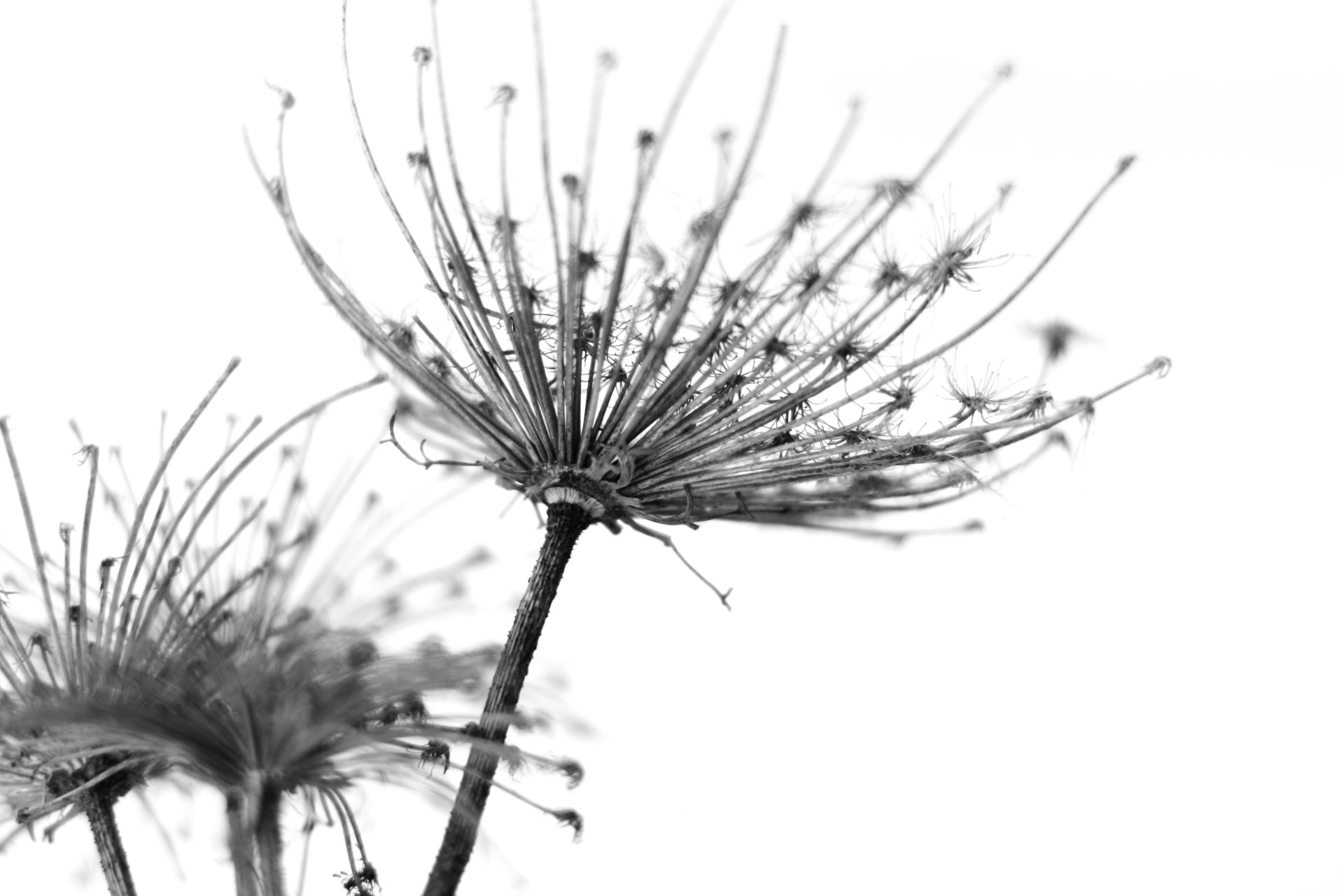 Black and white macro close-up of a delicate plant structure against a white background, captured in 4K Ultra HD for PC desktop wallpaper and nature-themed display.