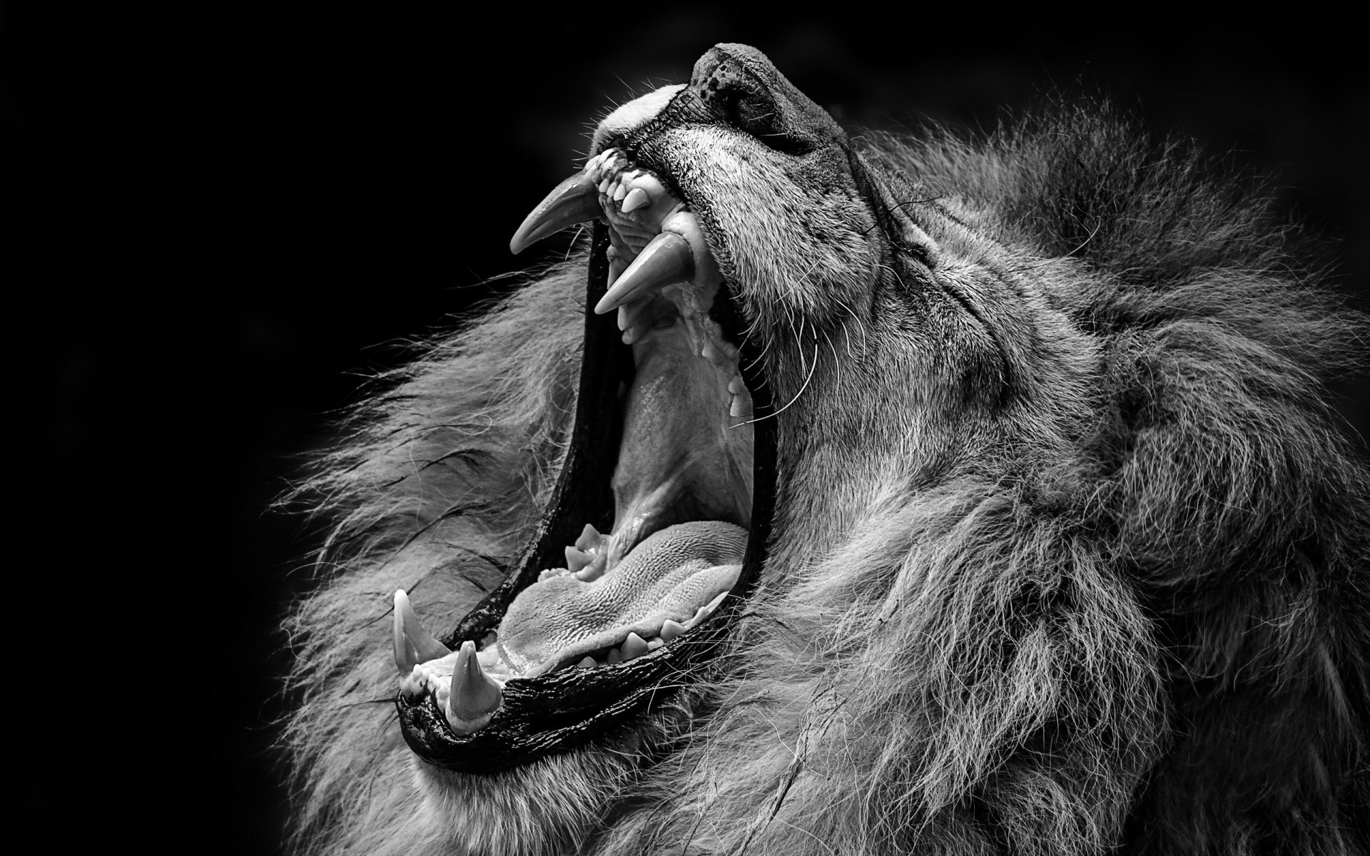 Download Black & White Close-up Animal Lion HD Wallpaper