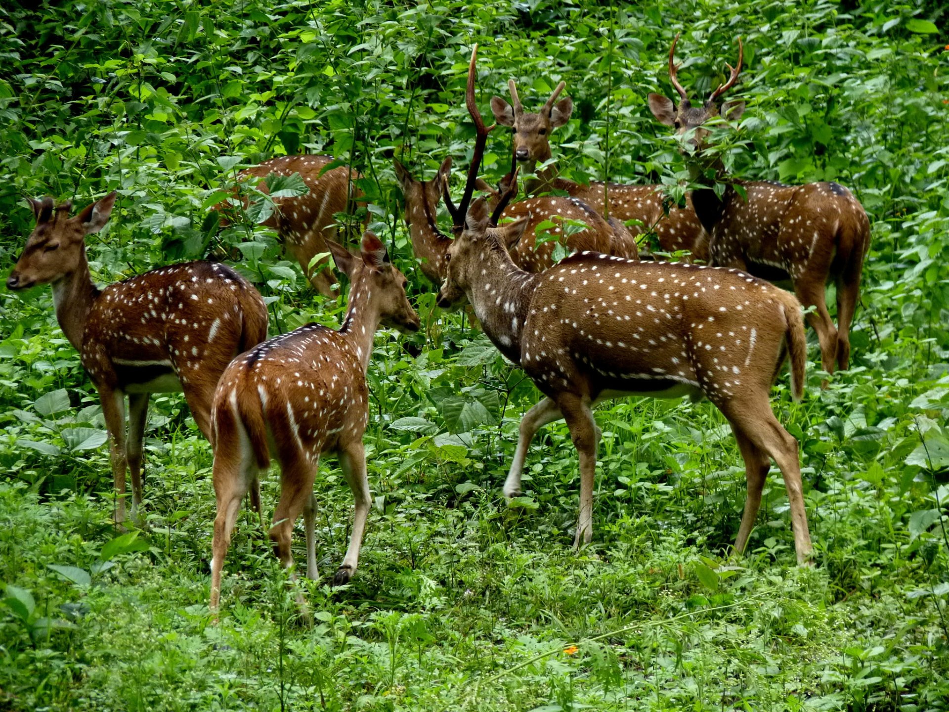 Download Green Forest Herd Animal Deer Hd Wallpaper