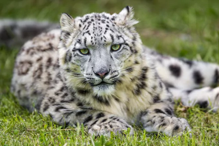 Close-up 4K Ultra HD desktop wallpaper of a snow leopard's muzzle and face, green-eyed animal reclining on grass, high-detail PC background.