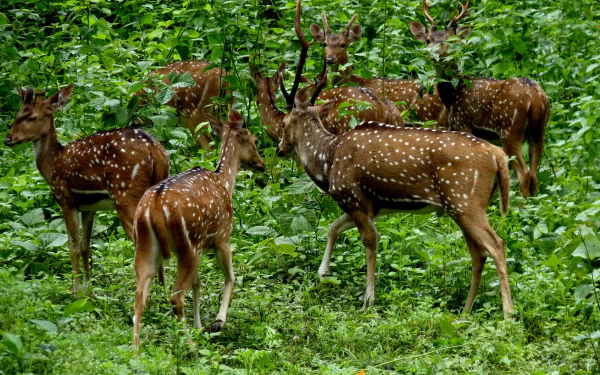 A herd of spotted deer stands amid lush green forest foliage, captured in a vibrant HD PC desktop wallpaper.