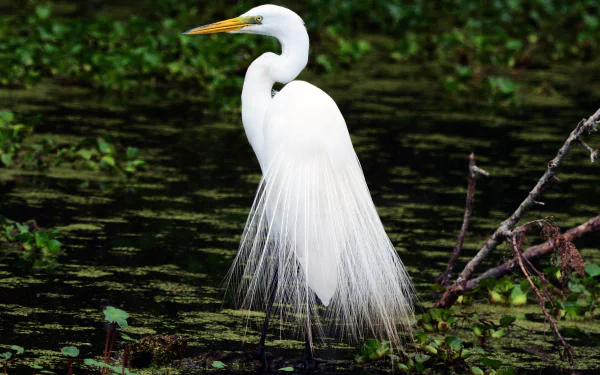 A graceful egret stands in a lush, green wetland, captured in stunning 4K Ultra HD detail for a vibrant animal-themed desktop wallpaper.