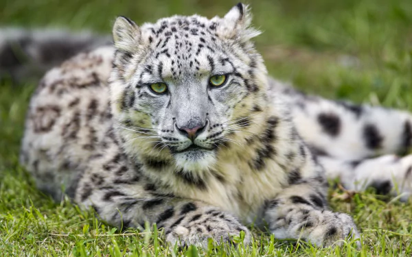 Close-up 4K Ultra HD desktop wallpaper of a snow leopard's muzzle and face, green-eyed animal reclining on grass, high-detail PC background.