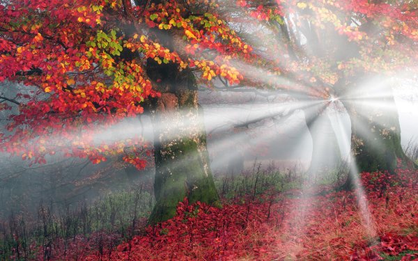 Nature Sunbeam Tree Fall HD Wallpaper | Background Image