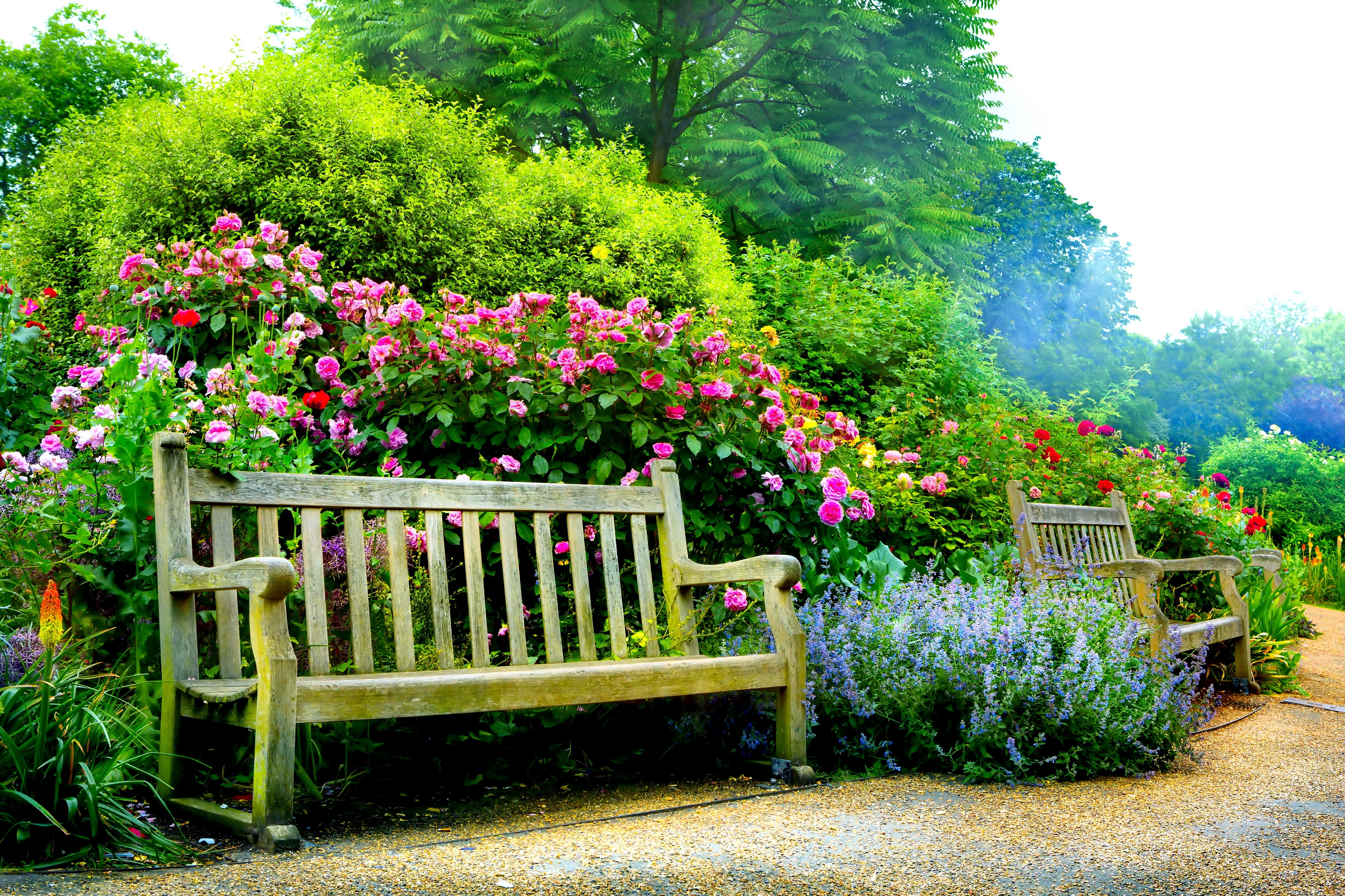 Benches In Spring Park 4k Ultra HD Wallpaper And Background Image