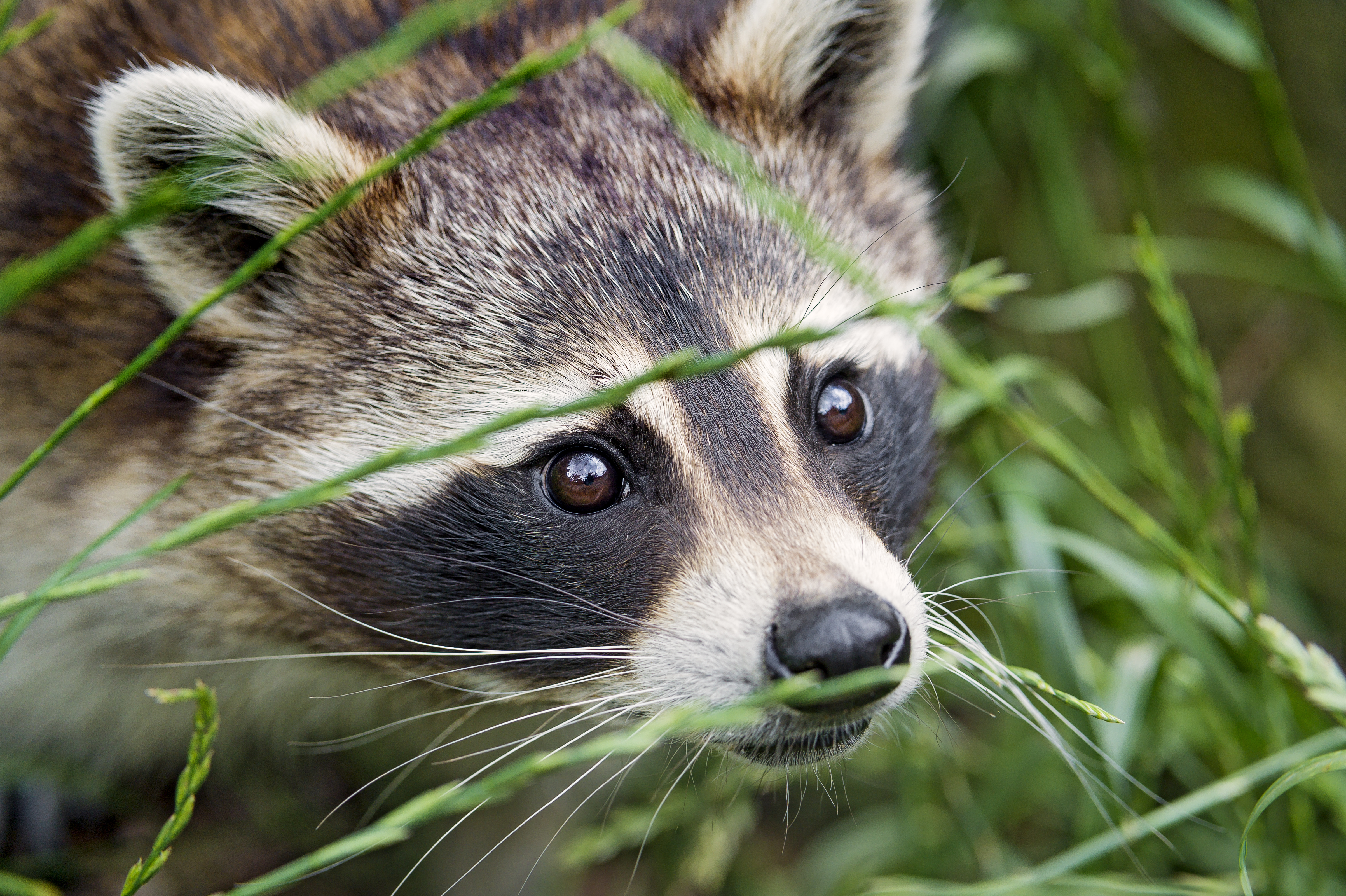 Animal Raccoon HD Wallpaper | Background Image
