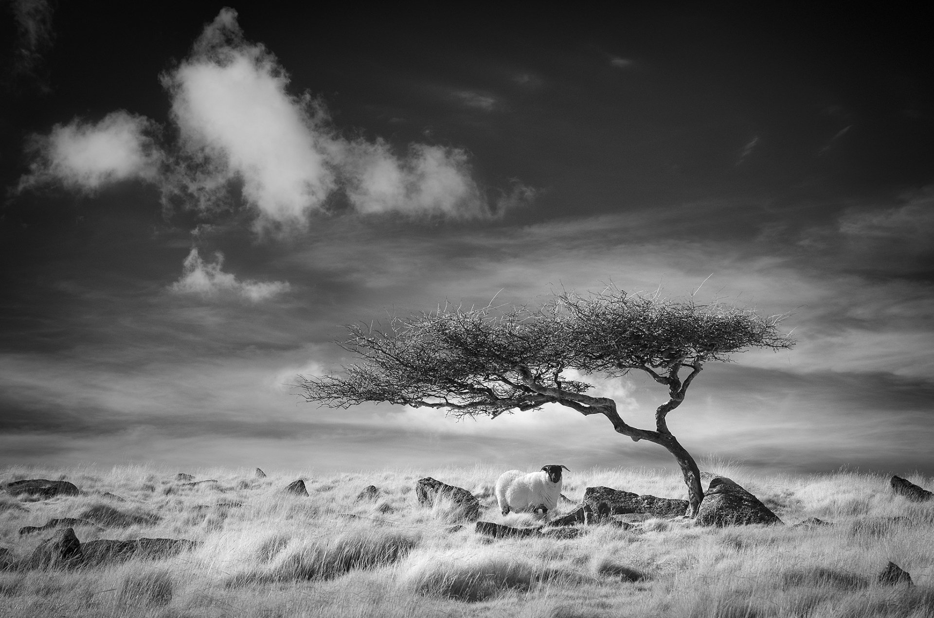 Download Grass Black & White Tree Animal Sheep HD Wallpaper by Neil Burnell