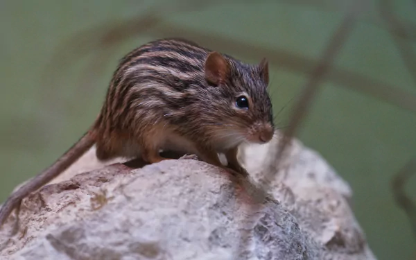rodent Animal mouse HD Desktop Wallpaper | Background Image
