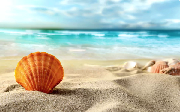 ocean horizon sand nature shell HD Desktop Wallpaper | Background Image