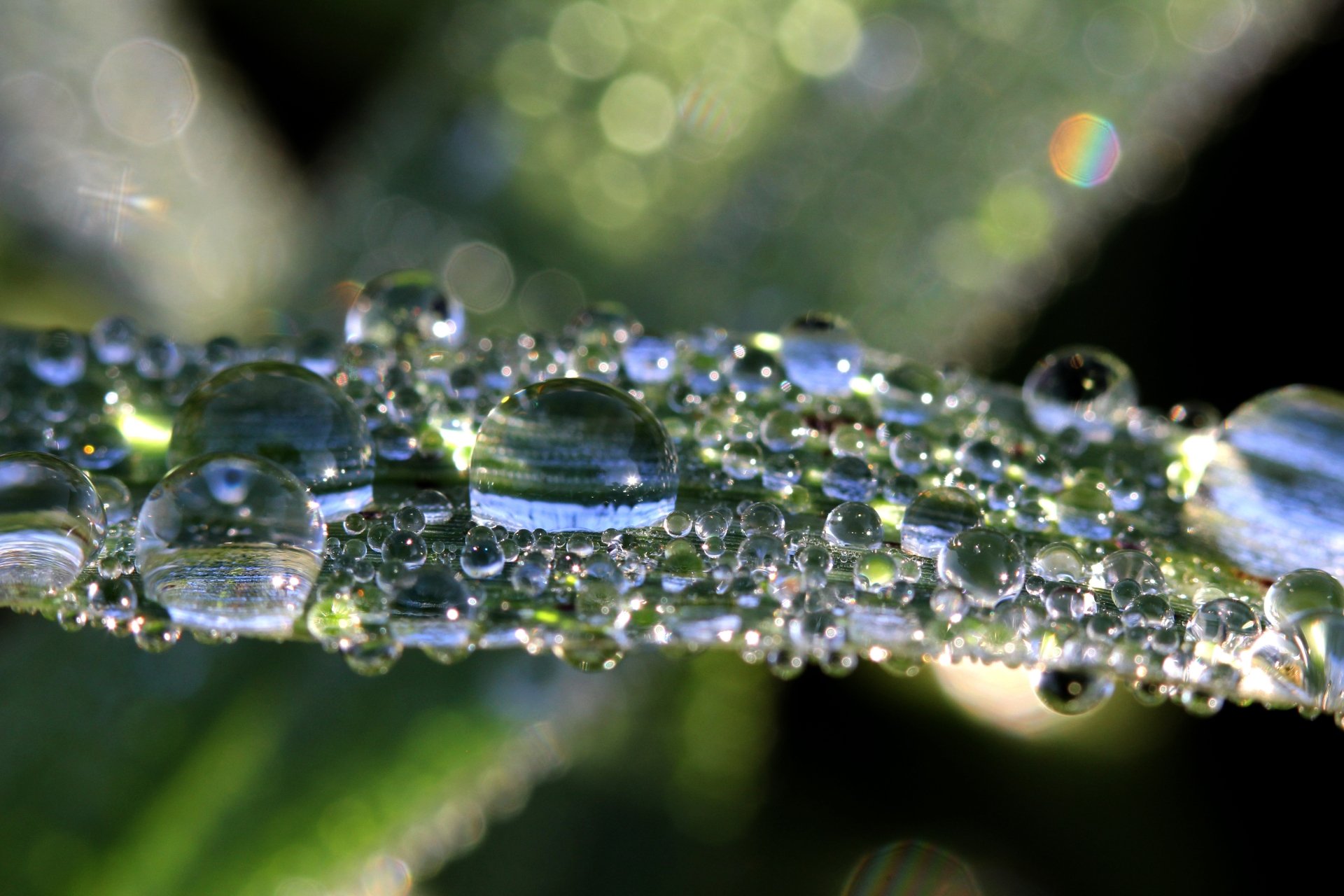 Download Reflection Macro Nature Water Drop 4k Ultra HD Wallpaper