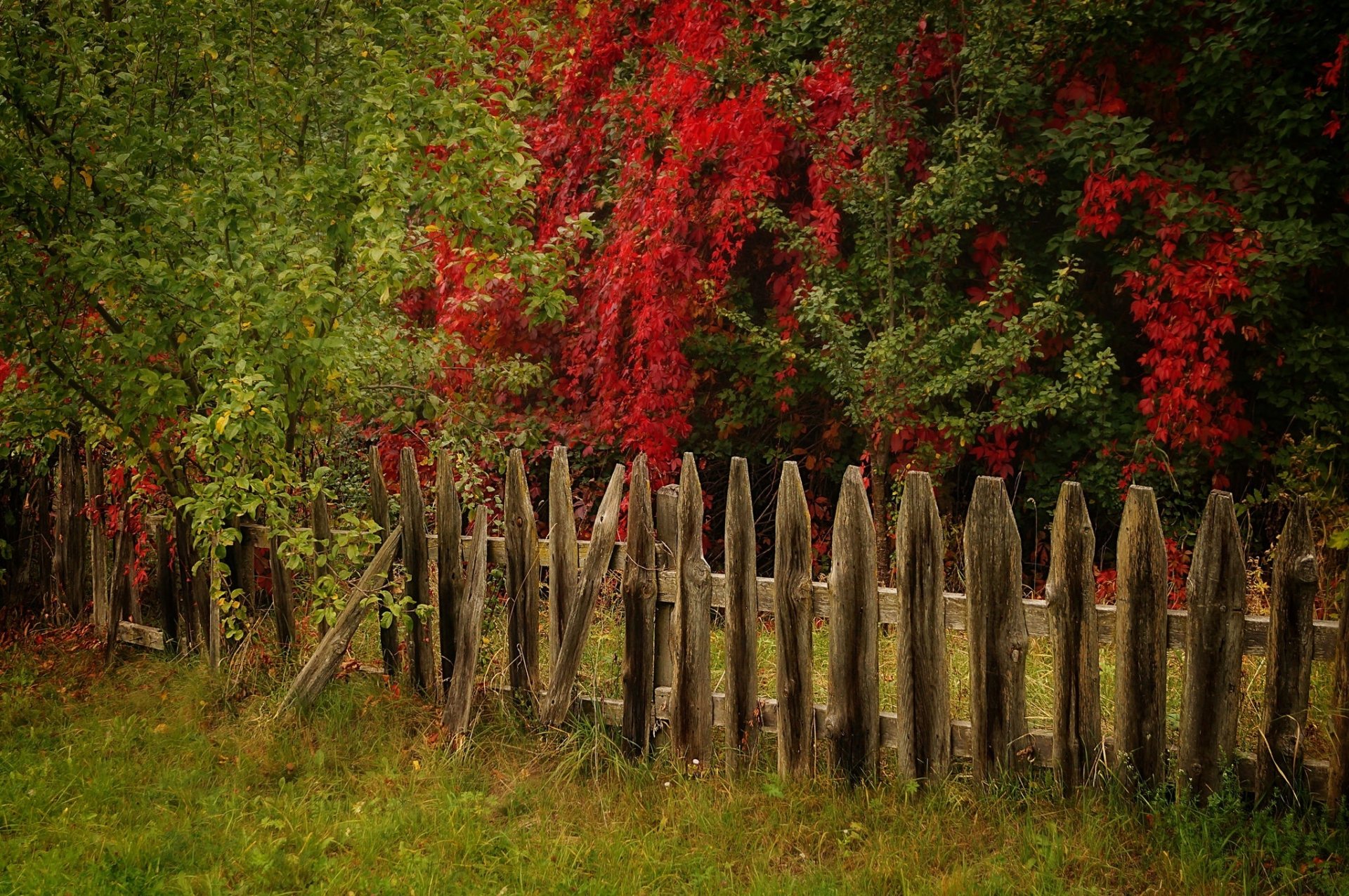 Fence HD Wallpaper
