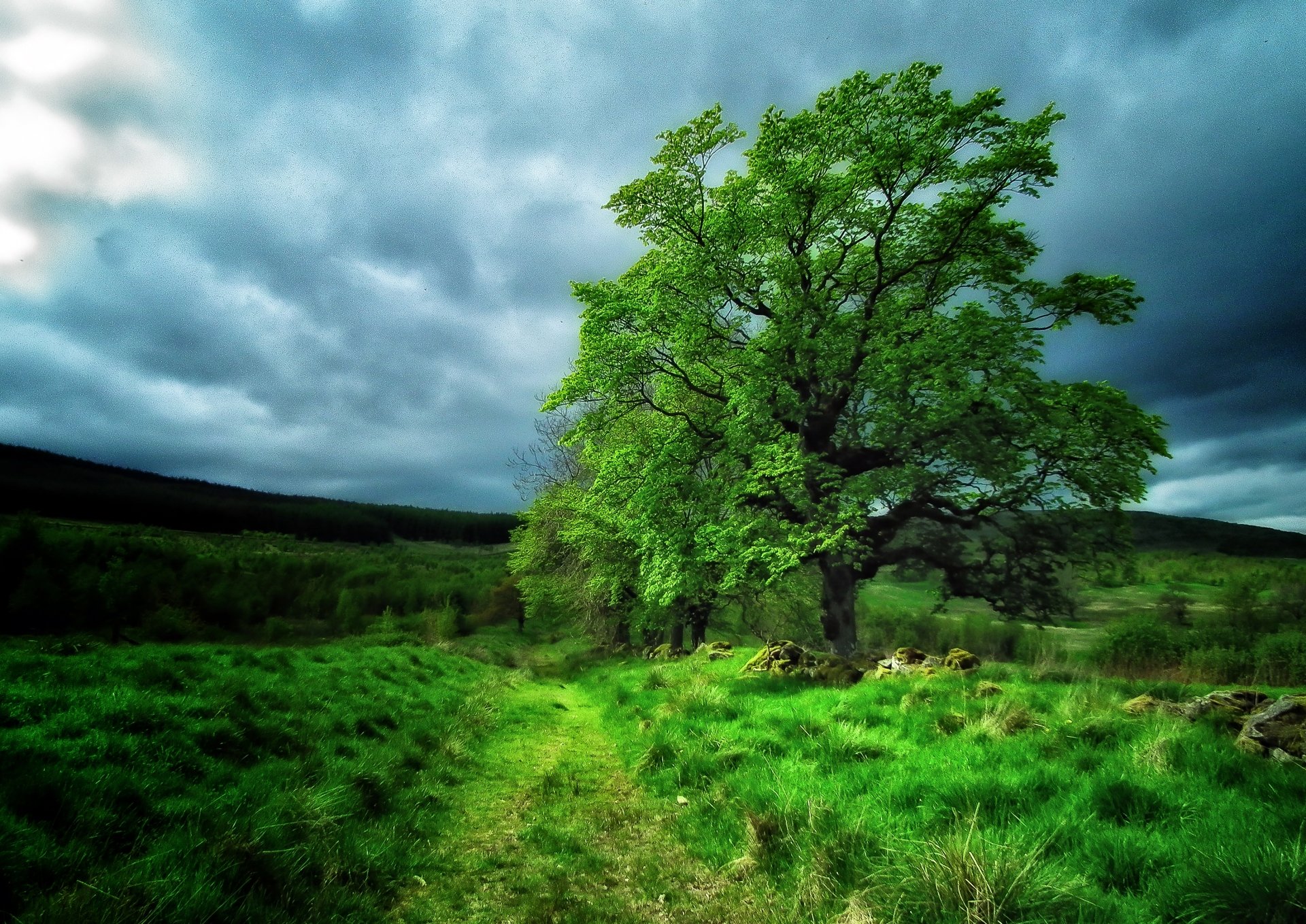 Green Tree in Field Fondo de pantalla HD Fondo de Escritorio