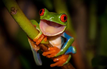 Close-up of a vibrant red-eyed tree frog clinging to a branch, showcasing its bright green body and striking red eyes in HD quality for a desktop wallpaper background.