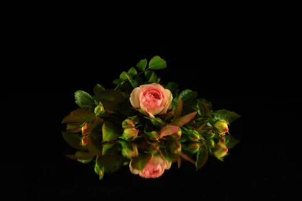 A soft peach rose and budding flowers with lush green leaves, beautifully reflected on a dark surface, showcasing the elegance of nature in this vibrant 4K Ultra HD wallpaper.