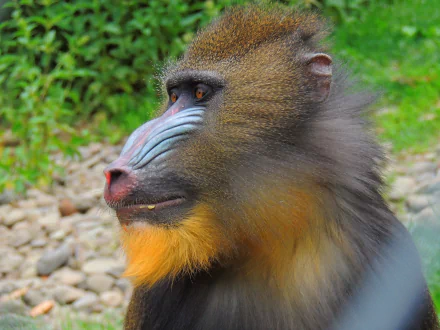monkey Animal mandrill HD Desktop Wallpaper | Background Image
