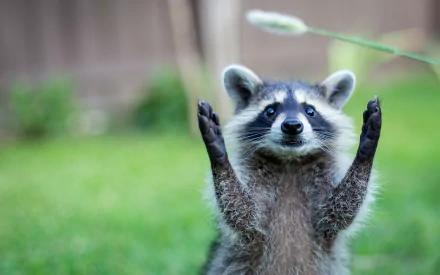 Animal raccoon HD Desktop Wallpaper | Background Image