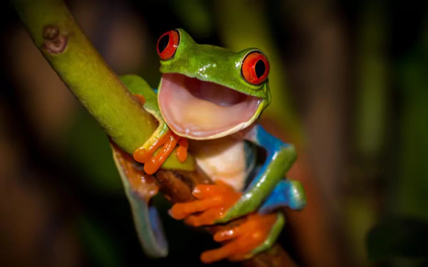 Close-up of a vibrant red-eyed tree frog clinging to a branch, showcasing its bright green body and striking red eyes in HD quality for a desktop wallpaper background.