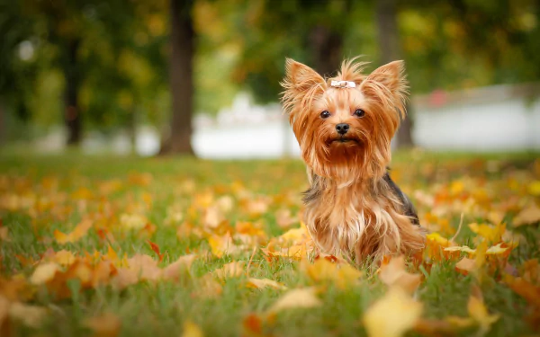 A cute Yorkshire Terrier sitting on autumn grass with fallen leaves, captured in a vibrant 4K Ultra HD image for a PC desktop wallpaper.
