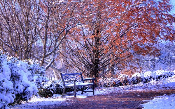 Man Made Bench Fall Snow Tree HD Wallpaper | Background Image