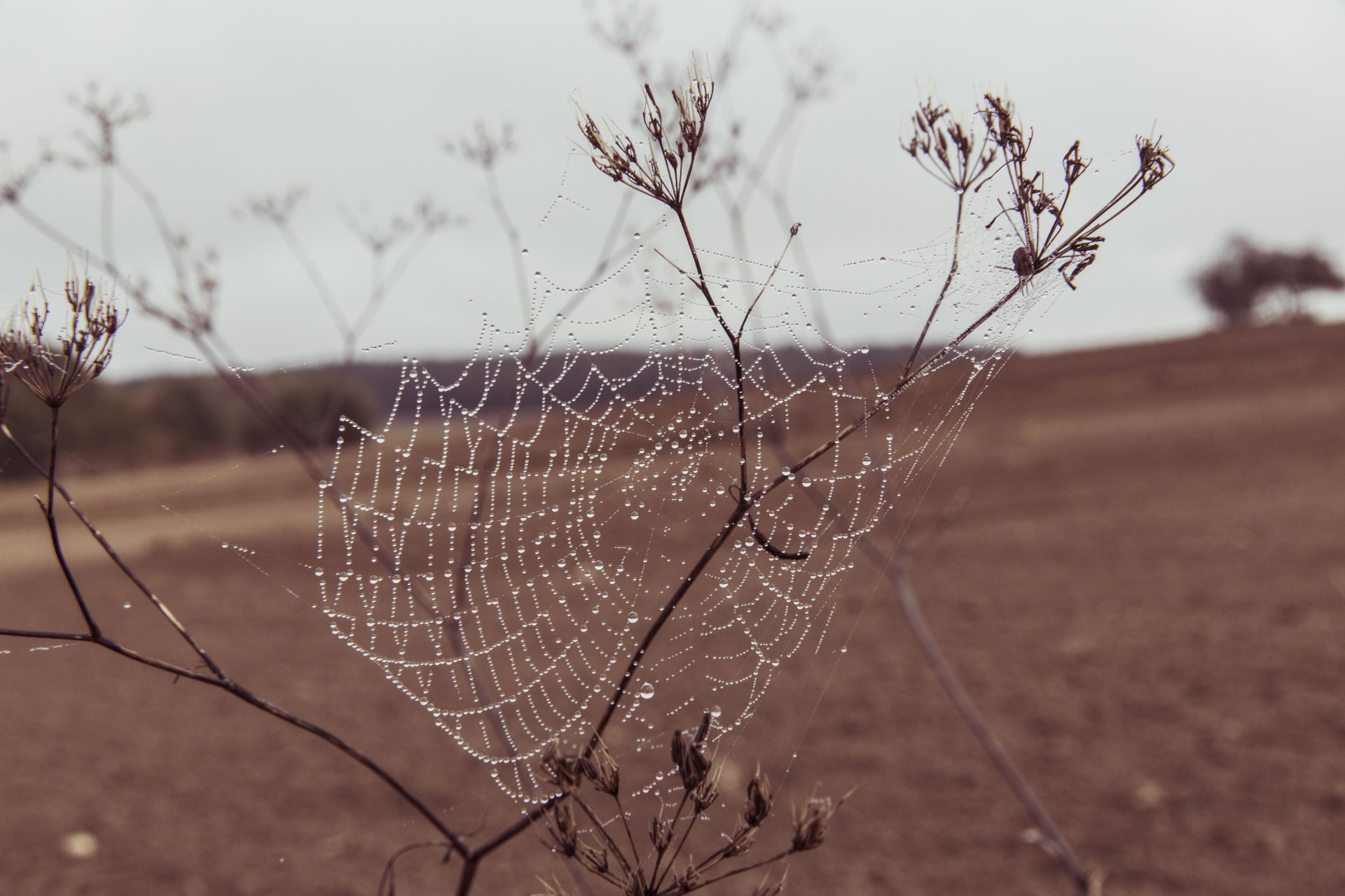 Photographie Toile  D araign e  4k Ultra Fond d cran HD 