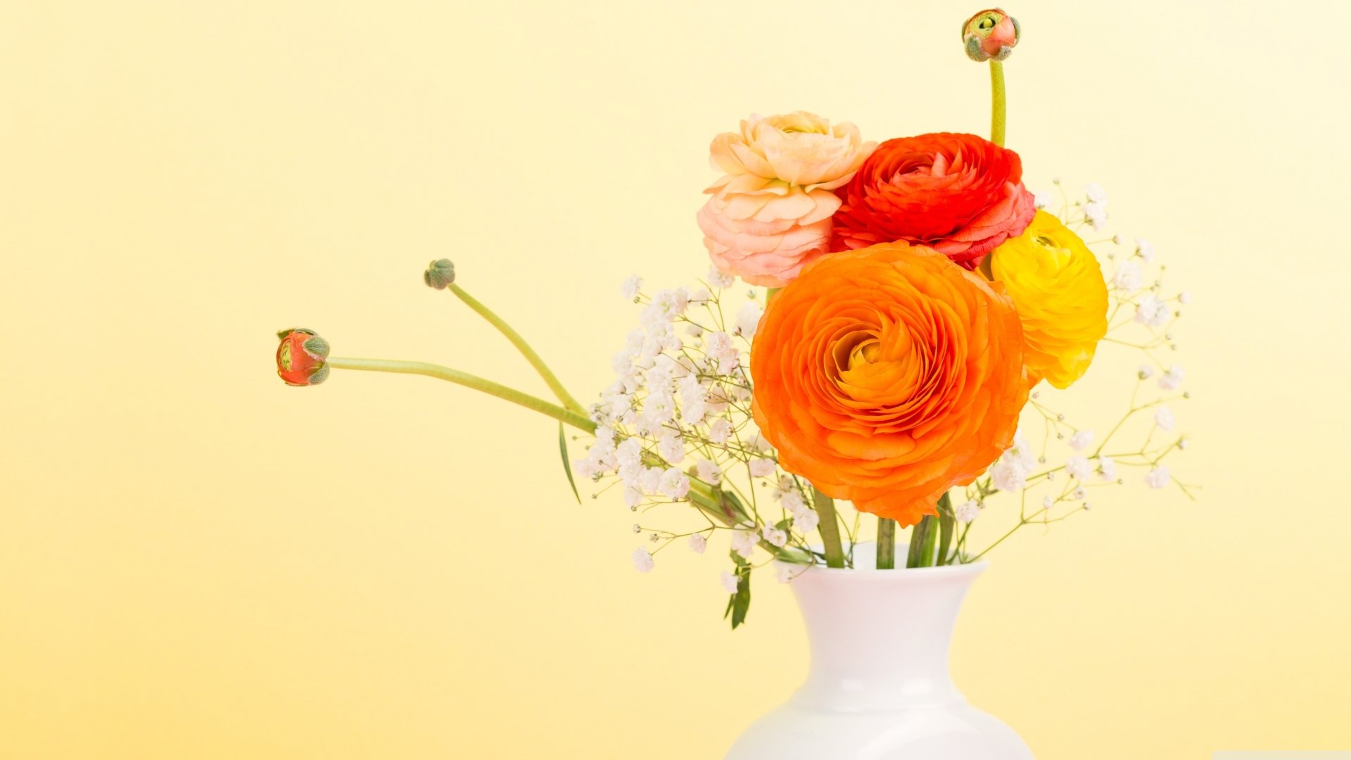 A vibrant arrangement of orange buttercup flowers in a white vase against a cheerful yellow background, enhancing any 4K Ultra HD desktop wallpaper.