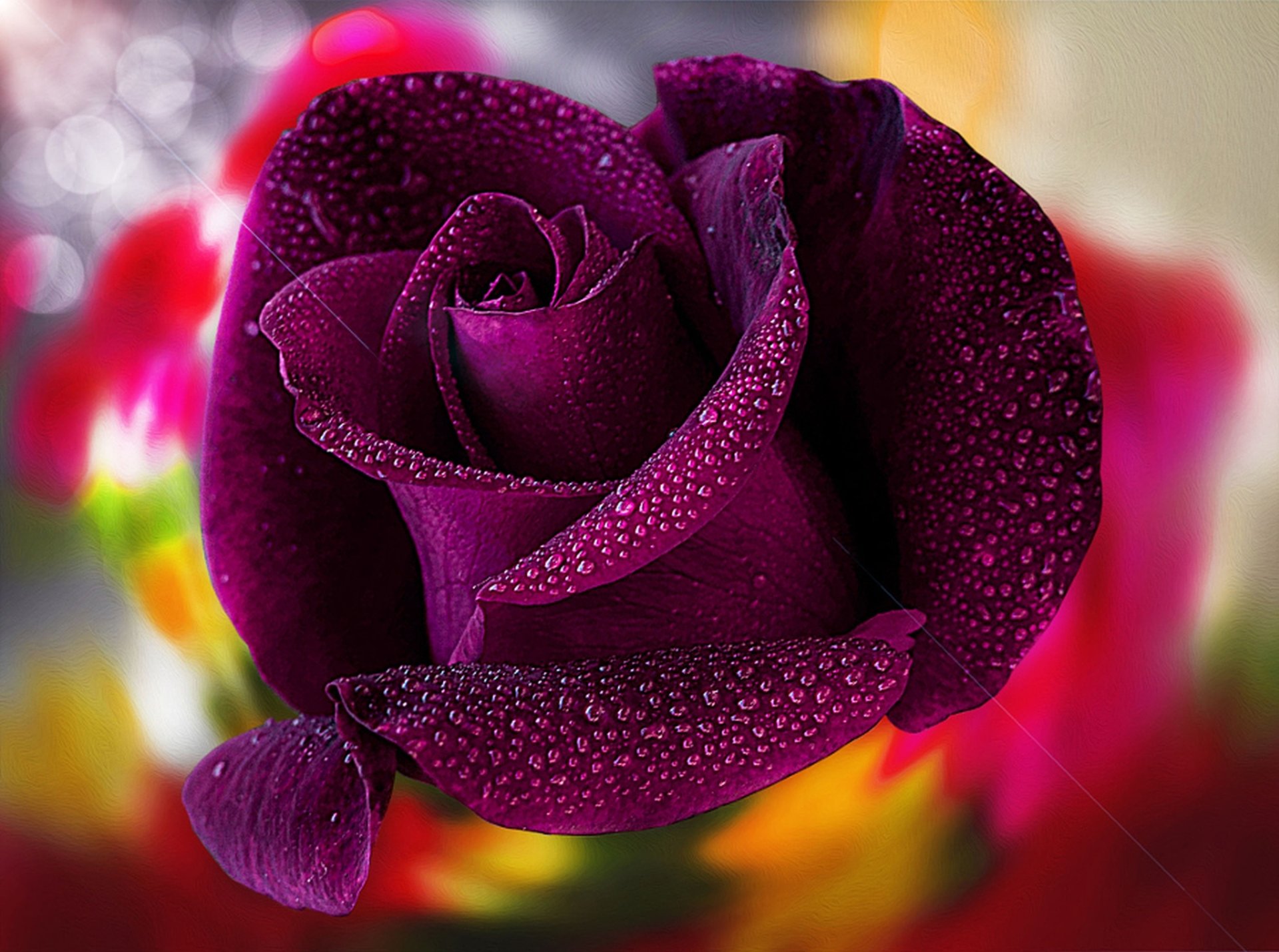 Wet Purple Rose HD Wallpaper | Background Image | 3600x2680