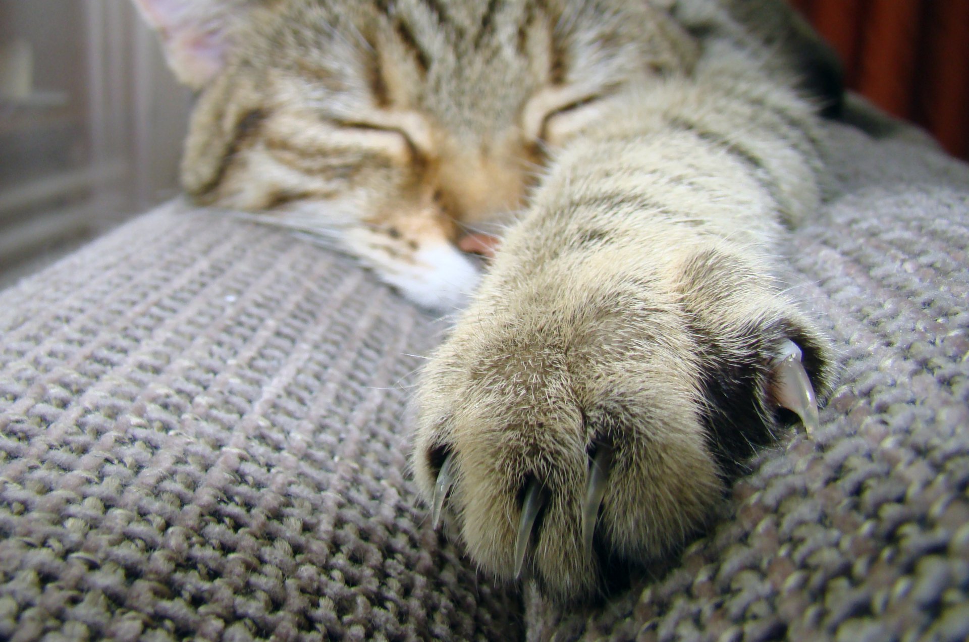 Download Sleeping Paw Animal Cat HD Wallpaper