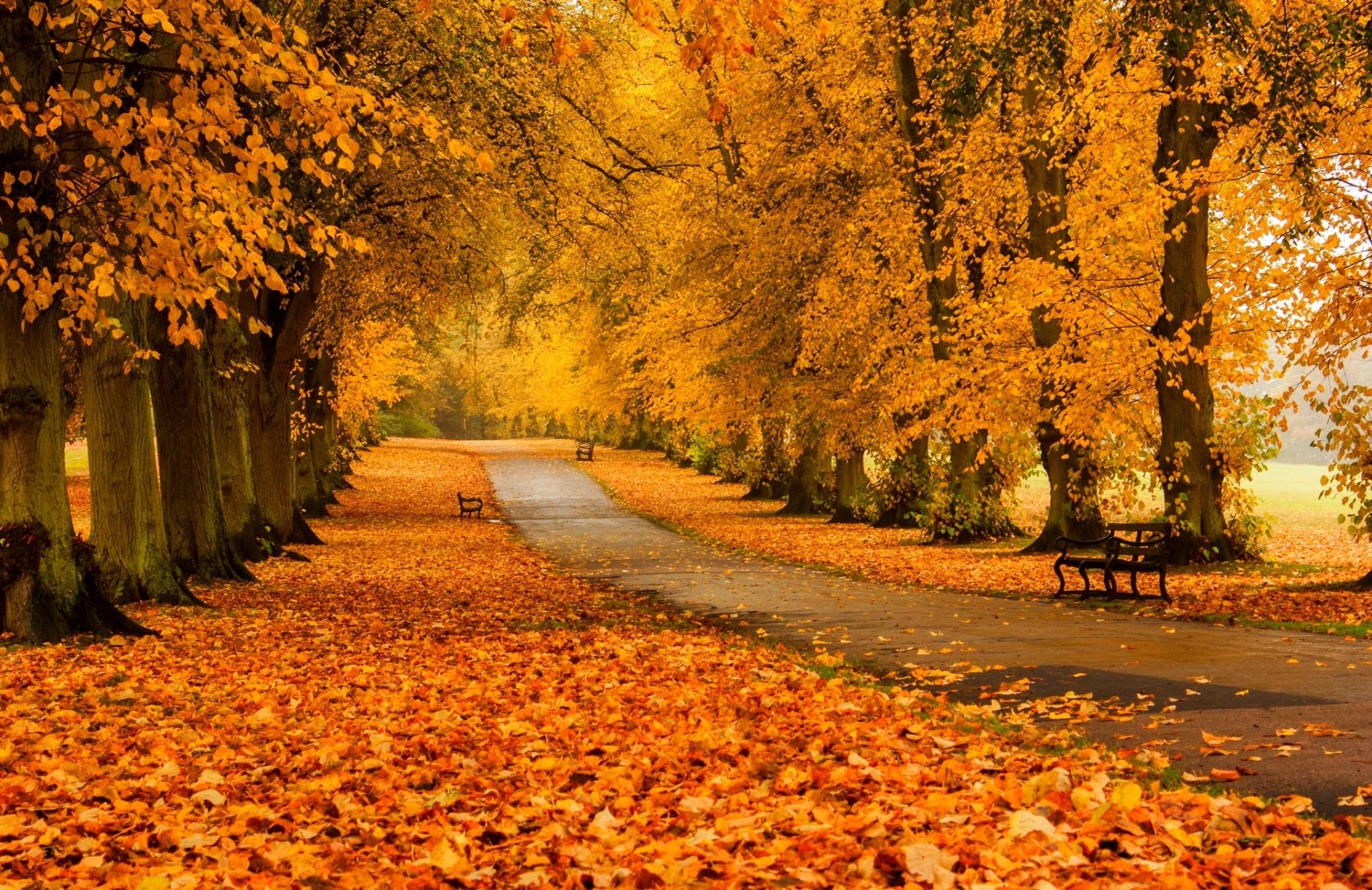 Download Bench Yellow Fall Road Photography Park HD Wallpaper