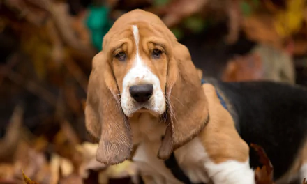 Close-up of an animal — a basset hound dog’s droopy muzzle and long ears among autumn leaves, 2K Quad HD PC desktop wallpaper/background.