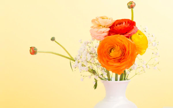 A vibrant arrangement of orange buttercup flowers in a white vase against a cheerful yellow background, enhancing any 4K Ultra HD desktop wallpaper.