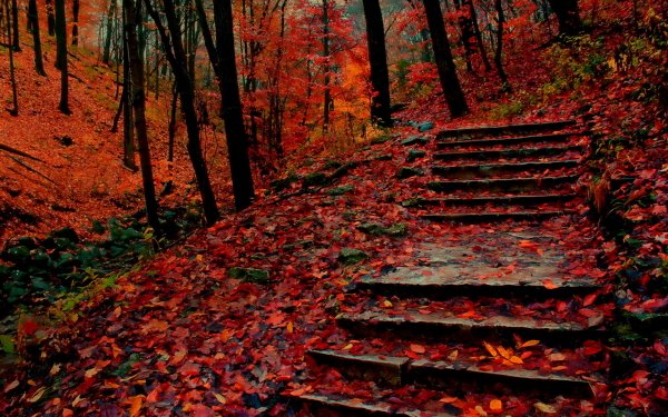 Man Made Path Stairs Steps Fall Park Tree Forest HD Wallpaper | Background Image