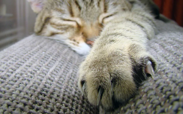 sleeping paw Animal cat HD Desktop Wallpaper | Background Image
