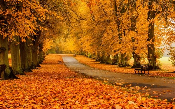 Photography Park Road Fall Yellow Bench HD Wallpaper | Background Image