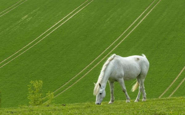 Animal Horse Grass HD Wallpaper | Background Image