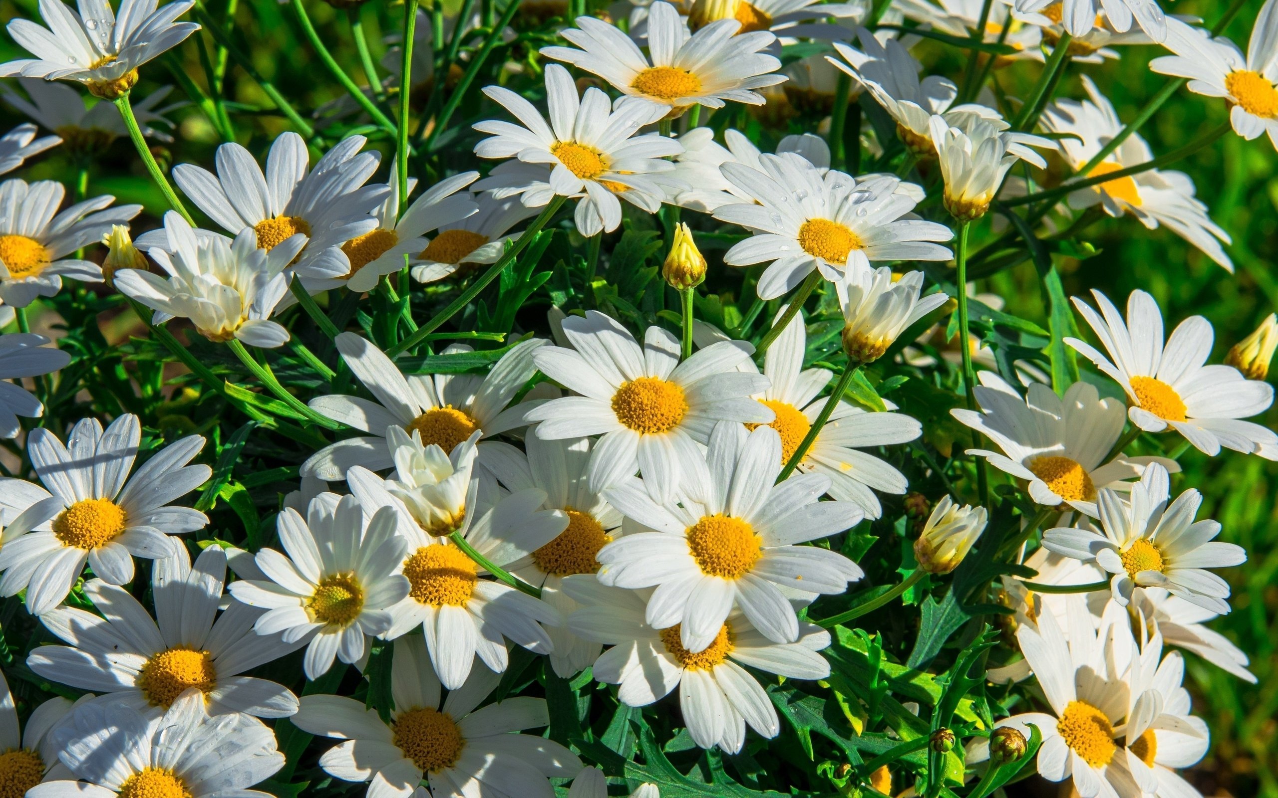 Download White Flower Flower Nature Daisy HD Wallpaper