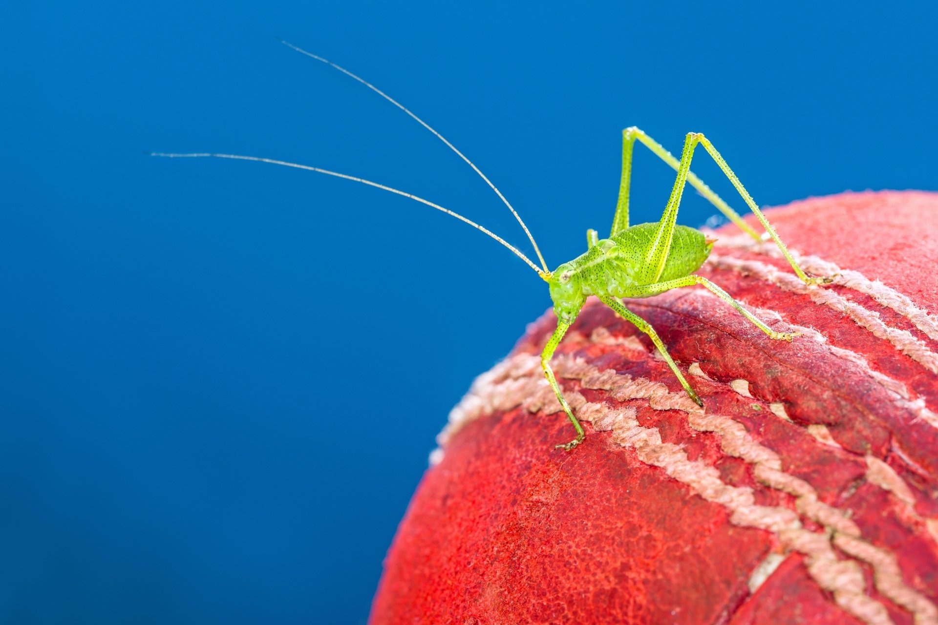 Close-up macro shot of a green cricket perched on a red cricket ball, captured in 4K Ultra HD for a vivid PC desktop wallpaper background.