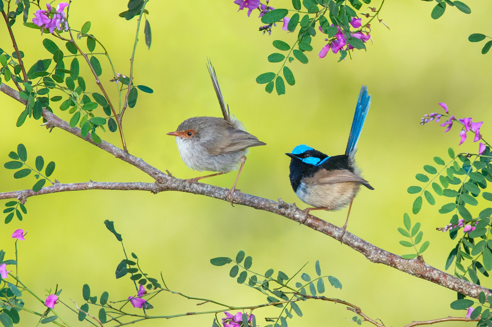 Download Superb Fairywren Leaf Branch Bird Animal Wren HD Wallpaper by Greg Oakley