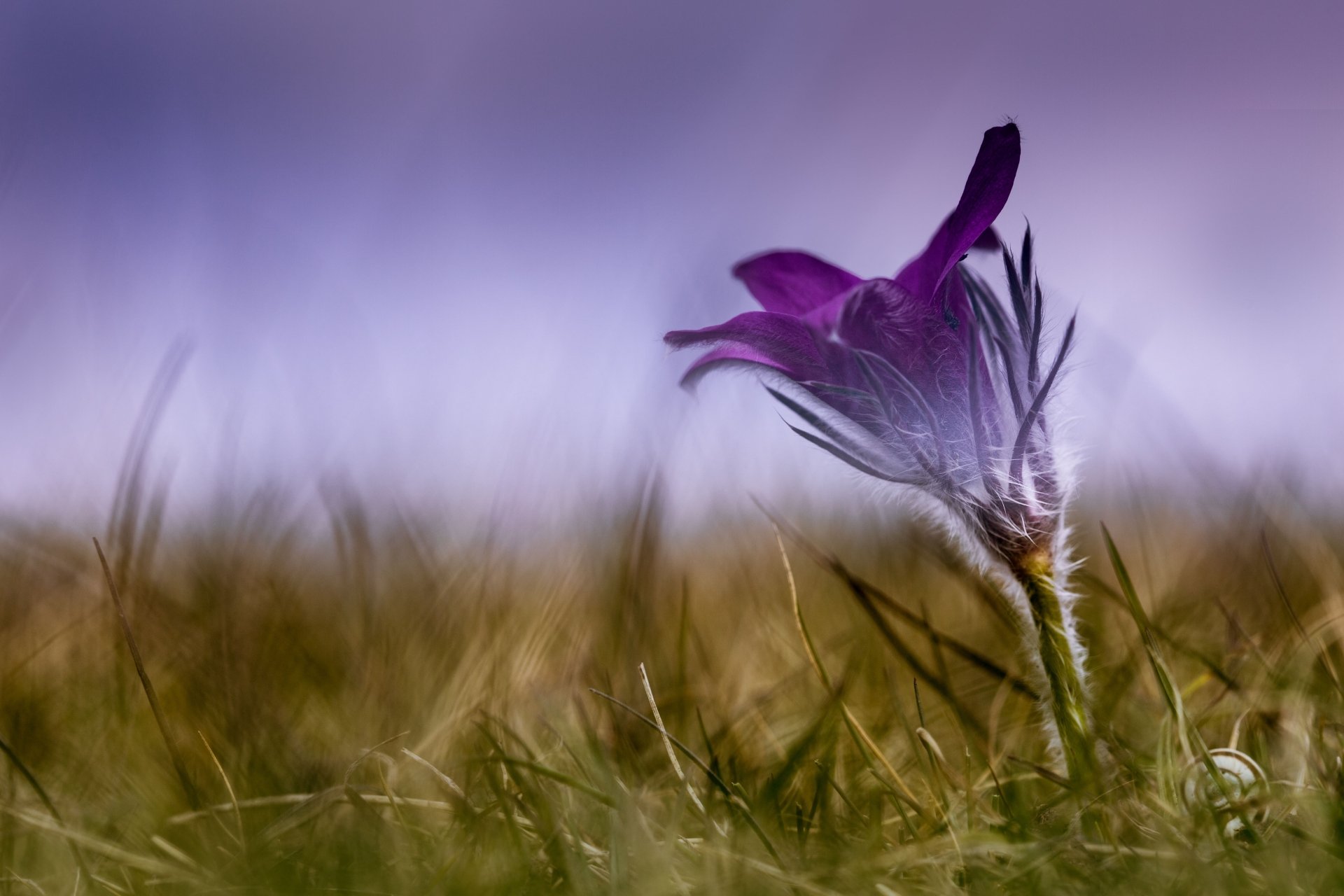 A close-up of a purple flower standing in blurred grass with a soft, nature-inspired background, captured in 4K Ultra HD for a vibrant desktop wallpaper.