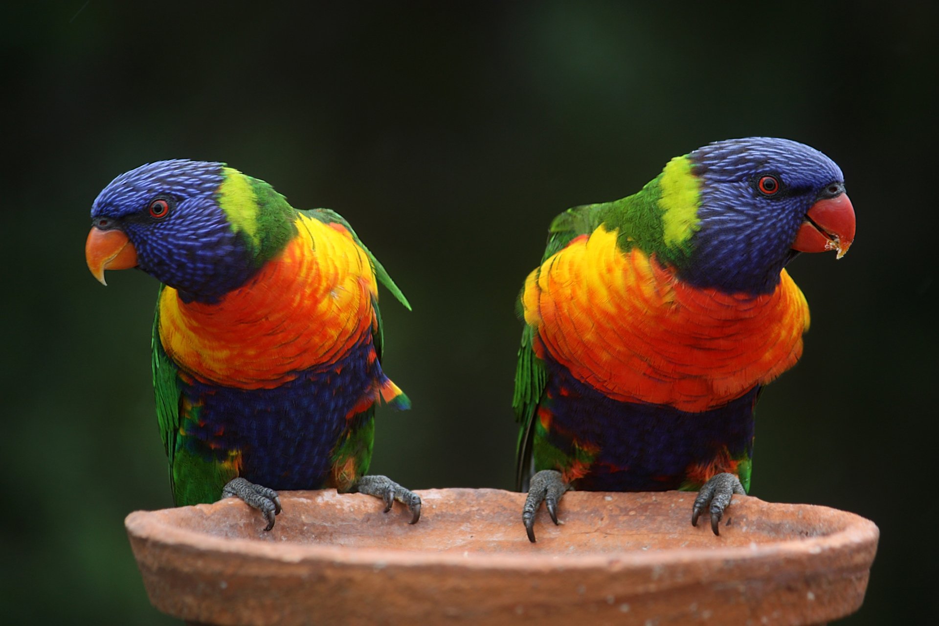 A vibrant 4K Ultra HD desktop wallpaper featuring two colorful rainbow lorikeet parrots perched side by side against a blurred natural background.
