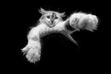 paw Black & White Animal cat HD Desktop Wallpaper | Background Image